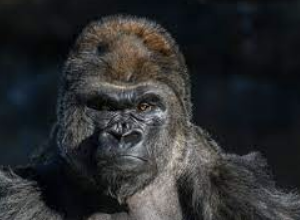 Colorado Elite Lineman (OL/DL) Camp